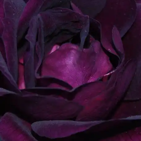 Violet - Trandafiri - Wekfabpur - 